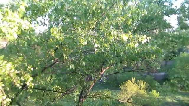 Тополя! Тополя!!Тополя!!! Стаханов. смотреть онлайн