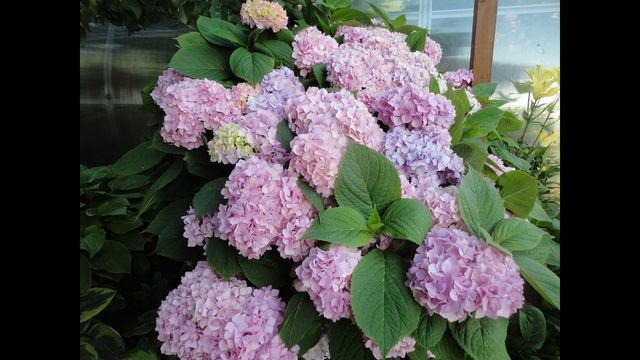 Гортензии в моем саду 2018 смотреть онлайн