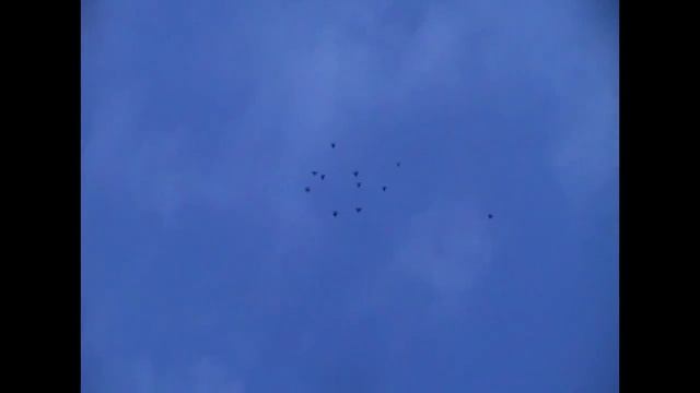 Голуби николаевские высоколетные долгий полет Красная горка смотреть онлайн