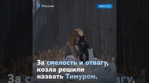 Чем закончилась дружба козла Тимура и тигра Амура в России