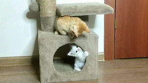 Котята так сильно дерутся после пробуждения, часть 3