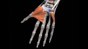 Мышцы кисти.