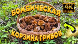 Бомбическая Корзина Грибов, Строчков Гигантских Собрана За Час! Грибник В ШОКЕ От Такого Урожая!