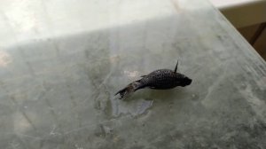 Рыбку раздуло, как шар....Водянка (асцит).