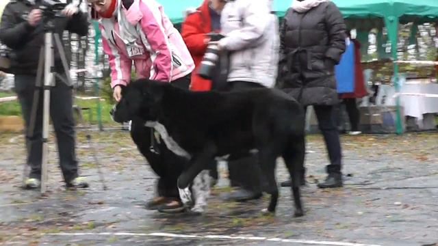 Монопородная выставка САО в г. Александров (13.10.12) смотреть онлайн