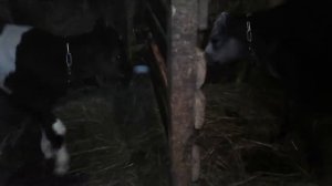 Как и когда перевести корову на двухразовую дойку!Новости!
