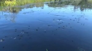 ВОДОМЕРКИ - Скользящие по воде