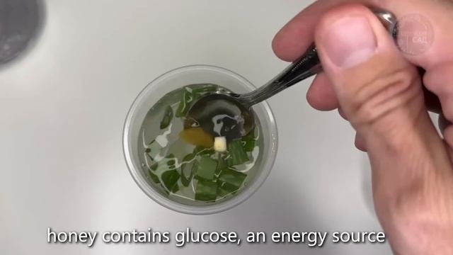 Пару капель и даже старые семена очень быстро дружно прорастают, рассада растет крепкая и урожайная смотреть онлайн