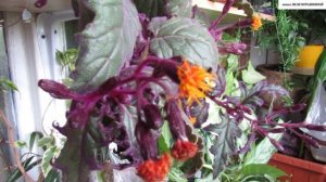 Цветение ГИНУРЫ после сильной омолаживающей  обрезки.