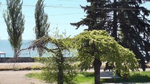 Мариуполь без прикрас.Приморский бульвар.