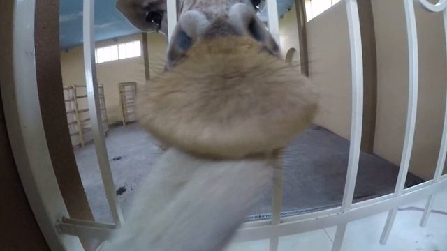 ЗООпарк 12 месяцев. Жираф смотреть онлайн