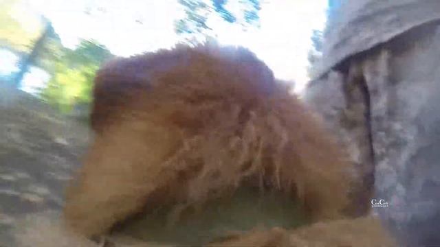 Новошотландский ретривер (толлер) смотреть онлайн