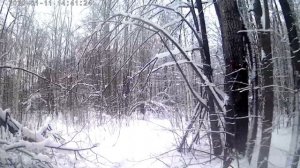 Буран Лидер, Лес