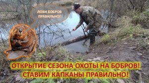 Охота и рыбалка. Охота на бобров с капканами осенью. Установка капканов на бобра.