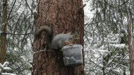 №2704 30 10 2022 В заснеженном лесу