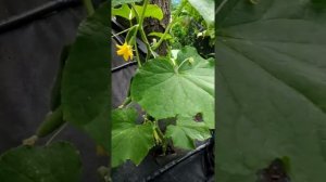 Огурец "Сибирская гирлянда"