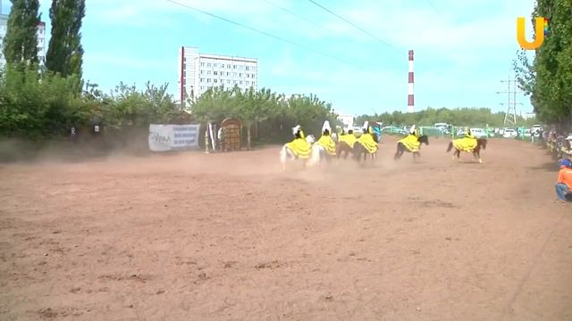 Цветок курая смотреть онлайн