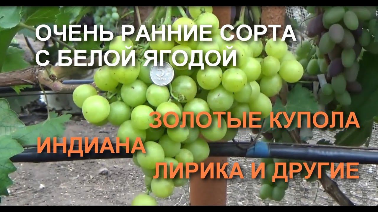 Очень ранние сорта винограда с белой ягодой. 3 часть. ЗОЛОТЫЕ КУПОЛА, ИНДИАНА, ЛИРИКА И ДРУГИЕ смотреть онлайн