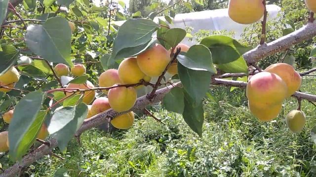 1 августа 2020 г. Абрикос Хабаровский на Среднем Урале созрел. смотреть онлайн