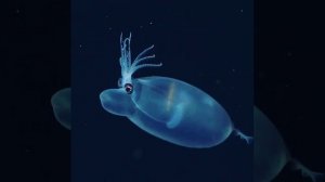 В 2020 году американскими океанологами обнаружено удивительное животное, которое они назвали поро...