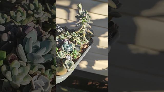 Суккуленты, выращенные из листиков, требуют пересадки из подноса в нормальные горшки.