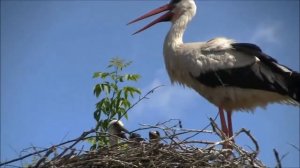 Аисты, исполняет  песню Игорь Саруханов