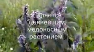 Пустырник обыкновенный медопродуктивность около 250 кг с 1 га