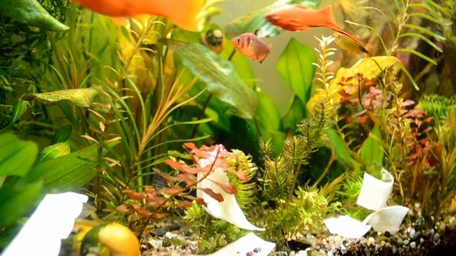 Нерест цихлазома меека смотреть онлайн