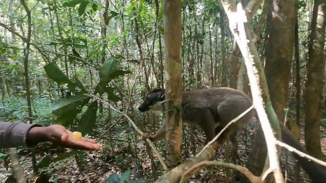 Восточный Мадагаскар, Андасибе. Часть первая. Заповедник VOIMMA, тропический лес и нашествие лемуро смотреть онлайн