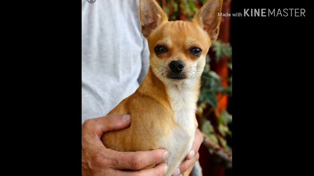 Всё про породу Чихуа-хуа смотреть онлайн
