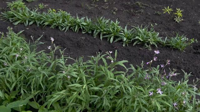 ЧП с кафельной плиткой! Шурик боится грома! Как приготовить шашлык из курицы!#шашлыкизкурицы смотреть онлайн