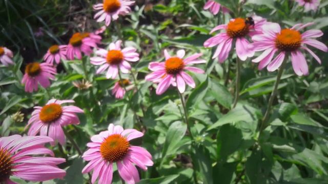 Цветы Бабочки Релакс смотреть онлайн