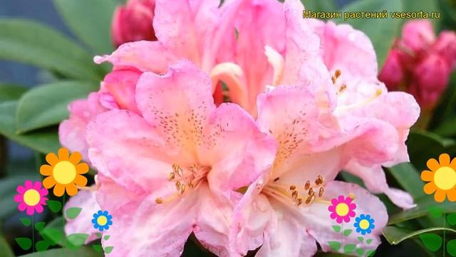 Рододендрон гибридный Дельта. Краткий обзор, описание характеристик rhododendron Delta