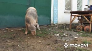 Свиноматка не приходит в охоту.