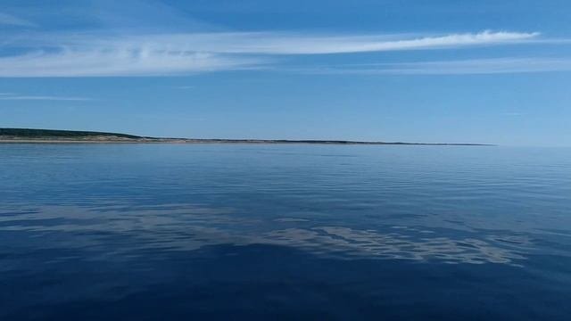 В_мире_животных