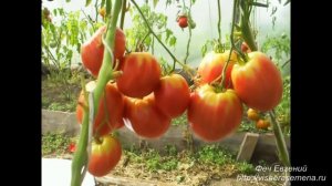 Сорт помидора Любимый праздник