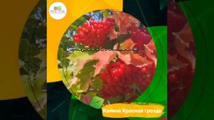 Калина Красная гроздь ? Питомник Росток!