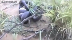 НАПАДЕНИЯ КОРОЛЕВСКОЙ КОБРЫ НА ДРУГИХ ЖИВОТНЫХ!!! ЖЕСТЬ