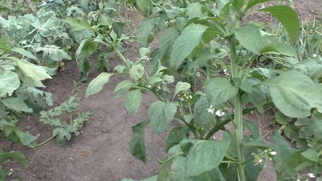 ЭКЗОТИКА на огороде ..все только полезное?