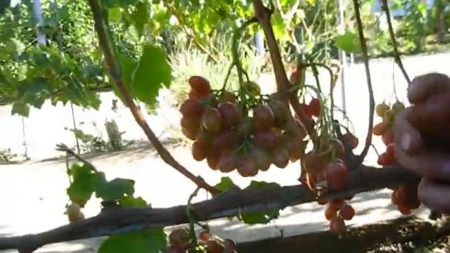 виноград Анюта 2020р смотреть онлайн