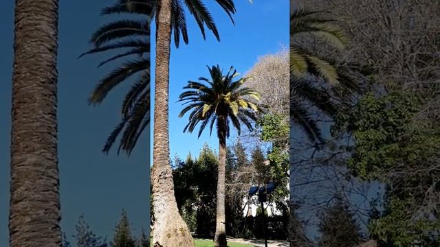 Свято-Никалаевский собор в Ницце смотреть онлайн