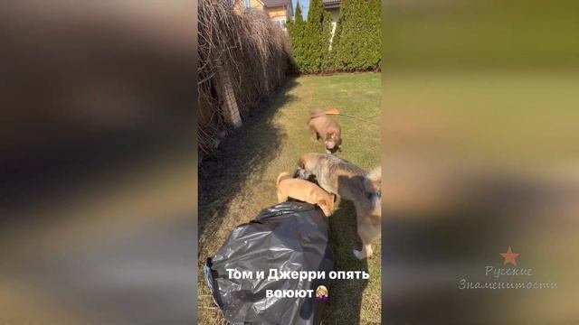 У Ольги Орловой собака и кошка как Том и Джери!