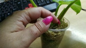 #Филодендрон гигантум вар.