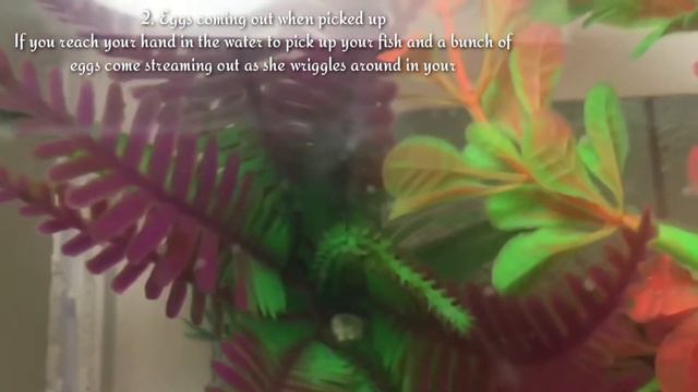 How to tell if a Goldfish is pregnant | Goldfish pregnant signs | Pregnant goldfish . смотреть онлайн