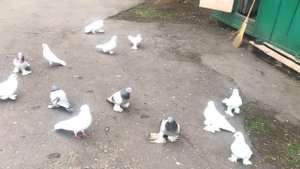 Бойные Голуби ?Эксперимент Грузинский и Ленинаканский #pigeon #georgian #աղավնիներ #бойныеголуби