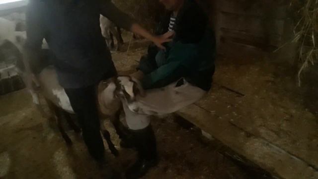 Лечим Козам Кашель ,Насморк  / Дезинфекция Воздуха