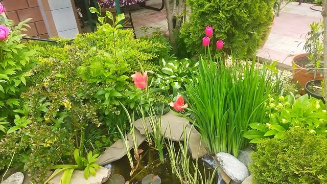 Сад - зеркало души. Крым.Видео 4. Цветение древовидных пионов. 06.05.2023г смотреть онлайн