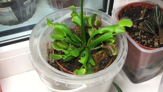 Комнатные растения. Как содержать растения хищники дома. смотреть онлайн