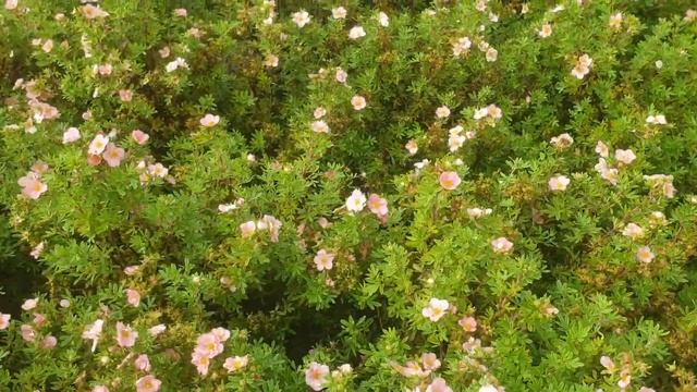 Sidabrakrūmis paprastasis (Potentilla fruticosa) ‘Pink Queen’ смотреть онлайн