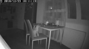 Как отучить кота лазить на стол